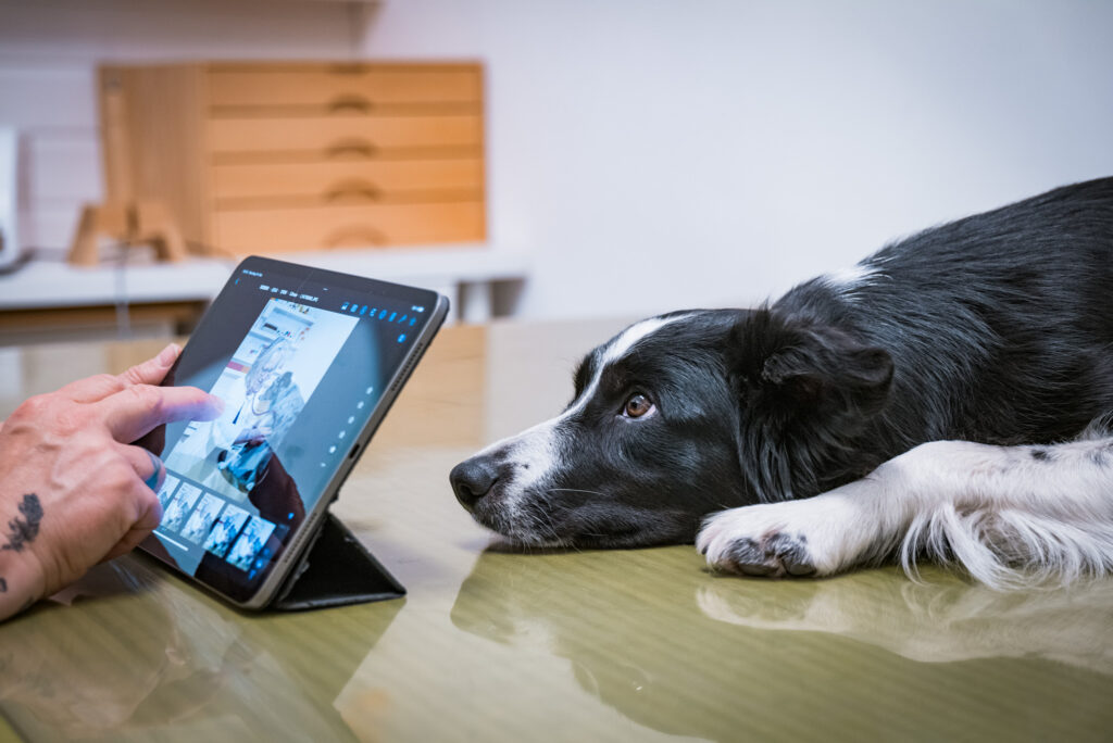 Blog von Judith Rieker - Expertin für Hundegesundheit