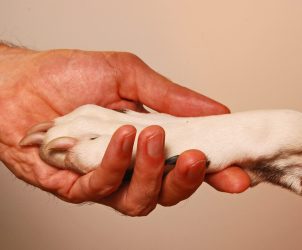 Stressfreies Handling beim Hund Medical Training in Achtsamkeit und mit Haltung.