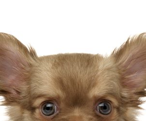 Kotfarbe beim Hund richtig deuten Warum Abweichungen oft harmlos sind und wie Du sie richtig einordnest.