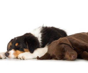 Ruhe ist Therapie Blogartikel von Judith Rieker, Heilpraktikerin für Mensch und Hund