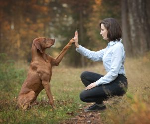 Gesunde Hunde brauchen klare Menschen Blogartikel von Judith Rieker - Heilpraktikerin für Mensch und Hund