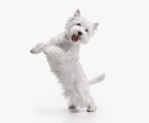 Homöostase beim Hund Artikel auf dem Blog "Gesund entscheiden" von Judith Rieker, Heilpraktikerin für Mensch & Hund