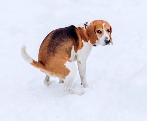 Durchfall oder Notfall? Blogartikel von Judith Rieker, Heilpraktikerin für Mensch & Hund