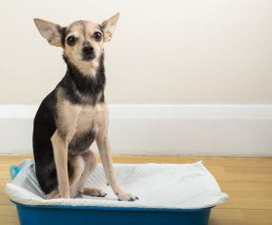 Schleim auf dem Hundekot Blog "Gesund-Entscheiden" von Judith Rieker, Heilpraktikerin für Mensch & Hund